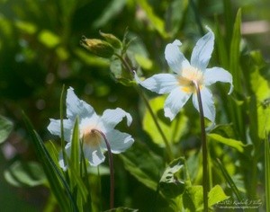 Avalanche Lilies P7111