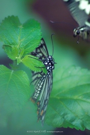 Common Mime, Dissimilis