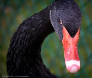 Black Swan P1502
