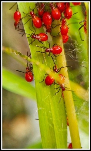 what is the insect?