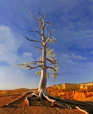 Sunrise over Bryce Canyon .3