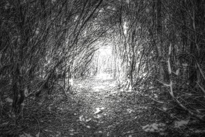 Into The Light
