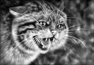 Scottish Wildcat