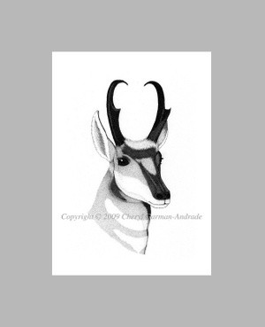 Pronghorn Antelope Pen and Ink Stippling