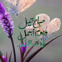 amany amany