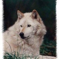 white wolf