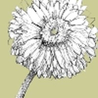 OneDollar Sketch