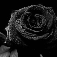 Onyx Rose