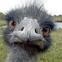 blackheron 