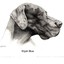 Raven OKeefe