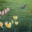 Roy A Burton