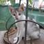 mistry rajesh
