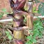 Rajalingam Thankakrishnam