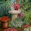Gloria Emilce Barnes