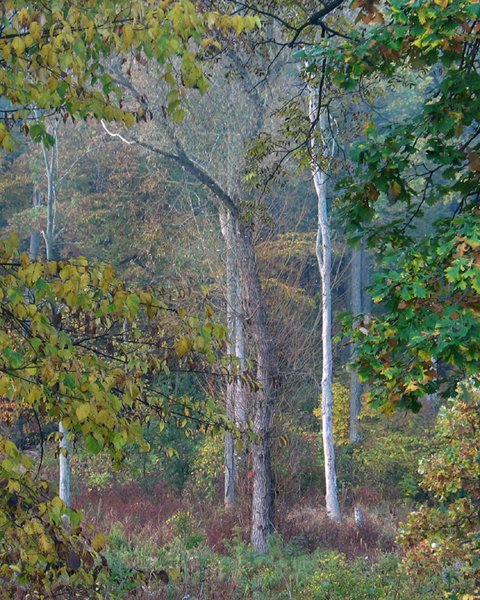 A Hole In The Woods