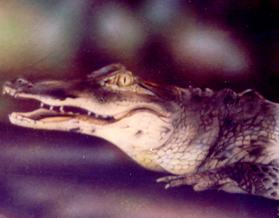 crokie