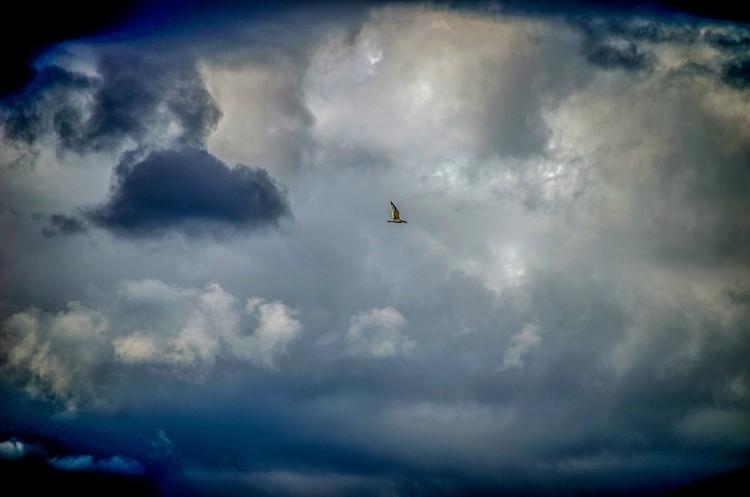 CONTRAST BIRD SKY