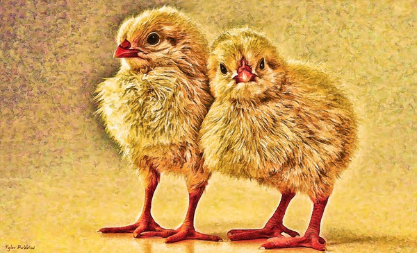 Little Chickens