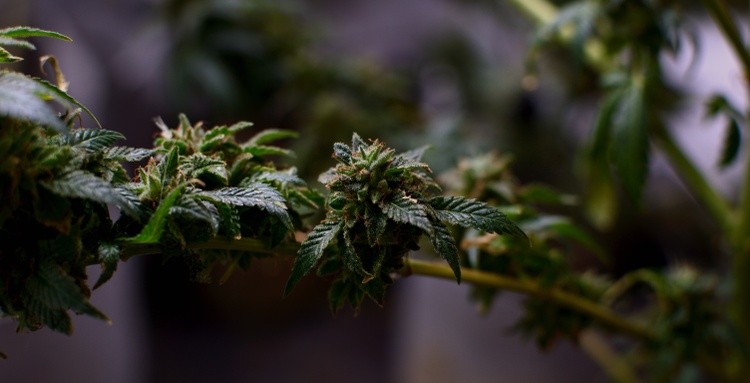 Flowering branch