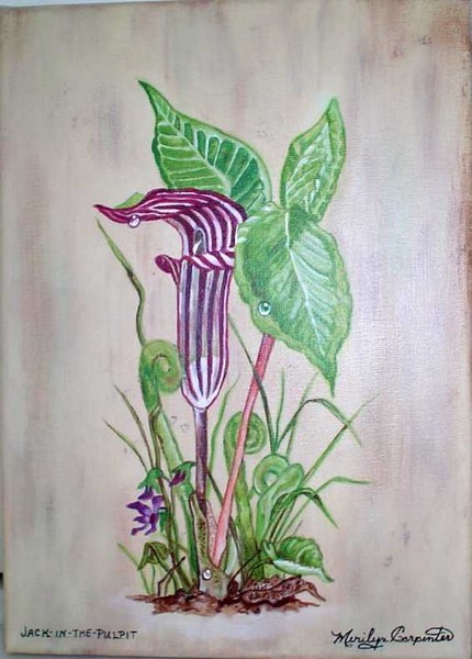 Jack-In-The-Pulpit