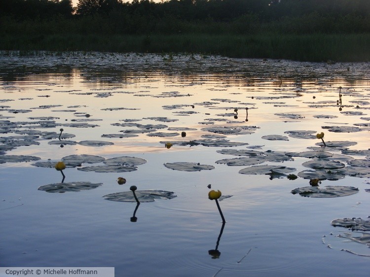 Water Lilies at Dusk