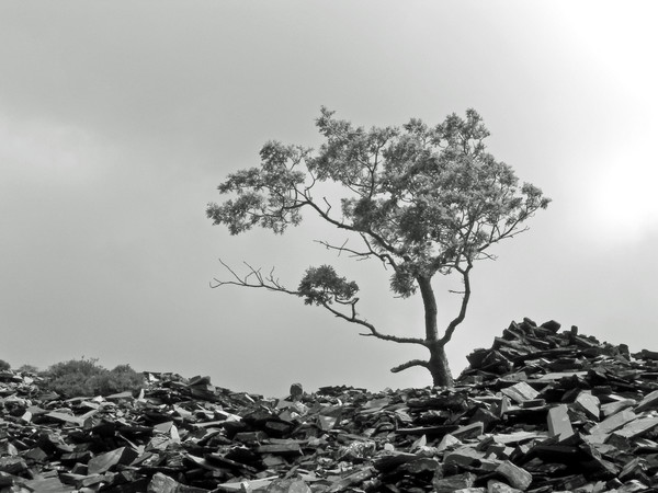 Slate Tree