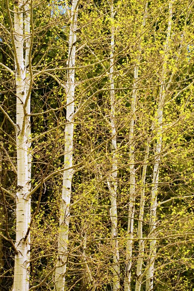 Quaking Aspen