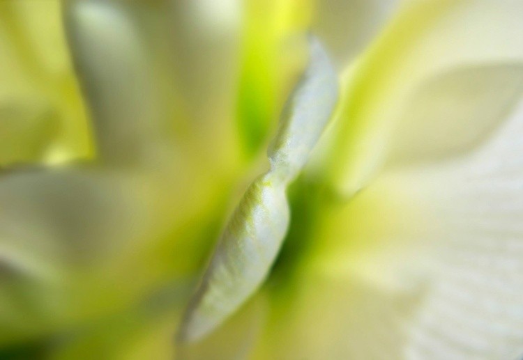 Lisa Marie Maupassant Translucen Flowerscape  Eight