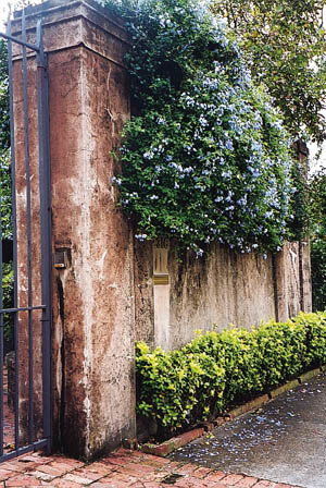 In the Garden