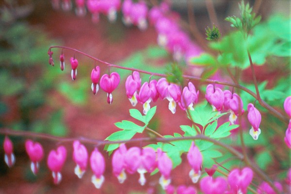 Bleeding Hearts