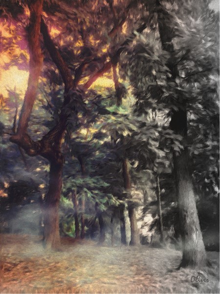 Magic Wood