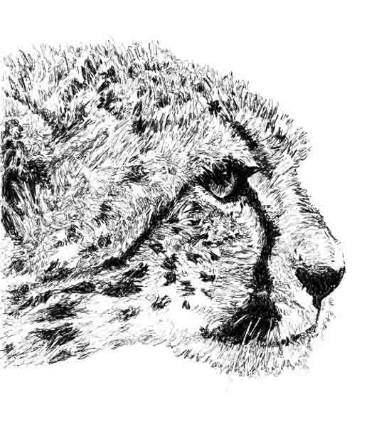 Cheetah