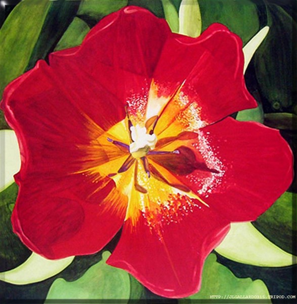 Tulip