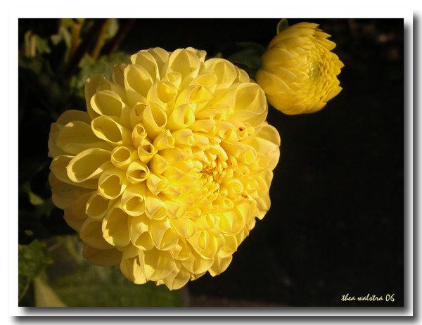 That yellow!