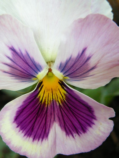 Spring beauty