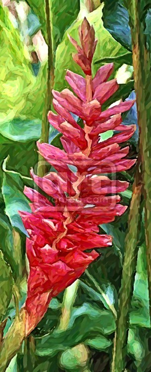 Ornamental Ginger Flower