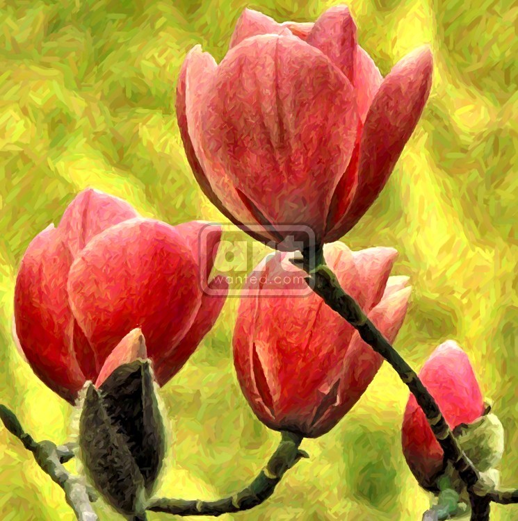 Pink Magnolia