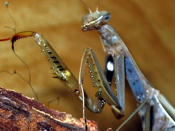Preying Mantis Up Close
