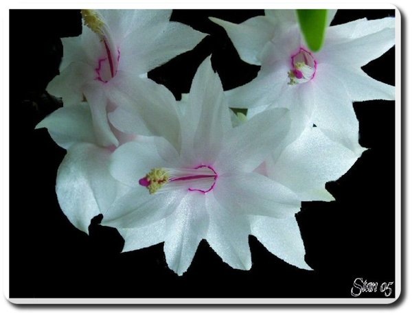 Another Flower