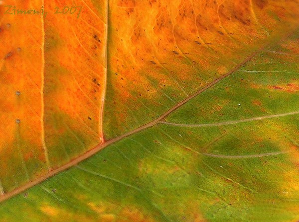 leaf