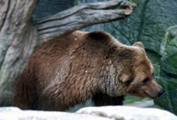 Spring also for the bear