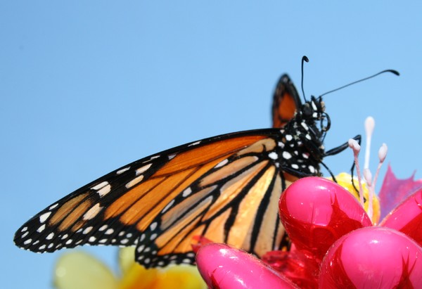 Candy flowers & monarch