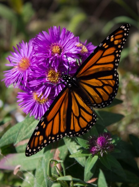 Monarch 