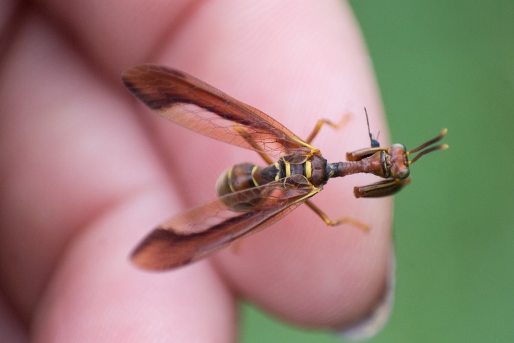 Mantidfly on Hand