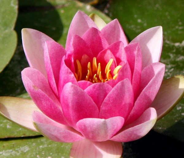 It took me time to understand my waterlilies
