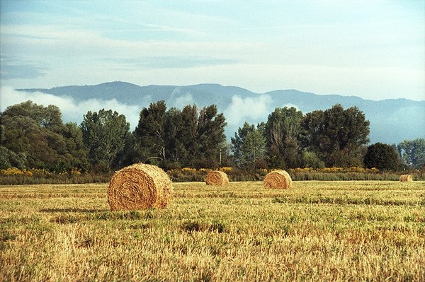 Field