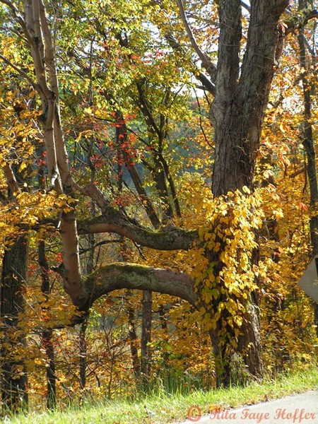 An Interesting Tree