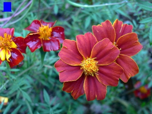 Red Flower By Edward Immar