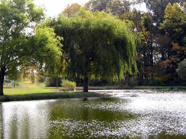 Old Willow Tree