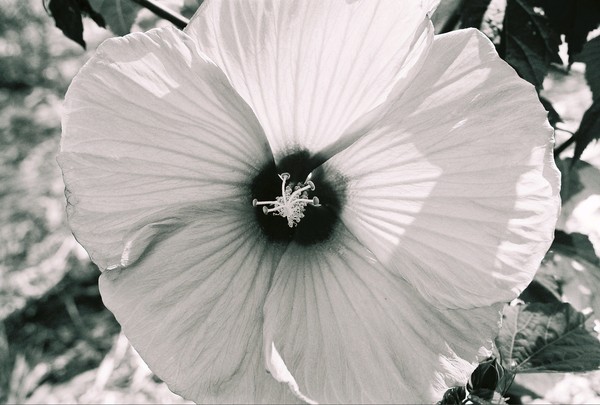 white flower..